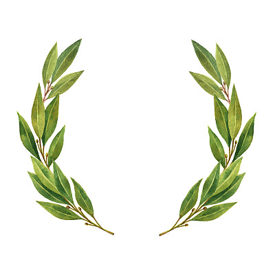 水彩月桂叶圈孤立在白色的背景。图片下载