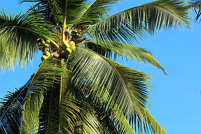 泰国的椰子种植园图片下载