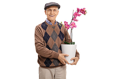 一个花盆里放着一朵兰花图片下载