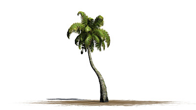 椰子树-孤立在白色背景上图片下载