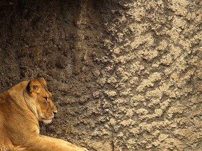 狮子的头图片下载