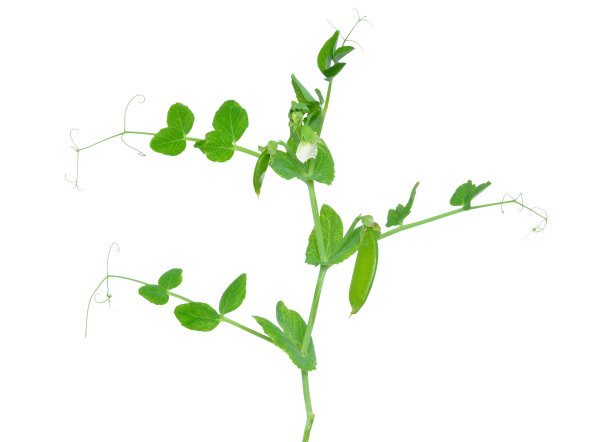 青豆的枝条图片下载