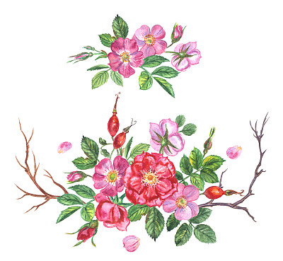 玫瑰果。图片下载