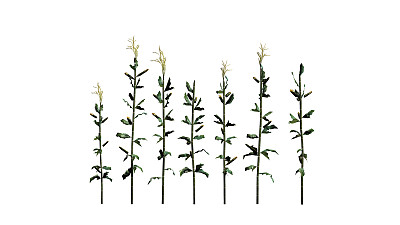 白色背景上分开的玉米秆图片下载