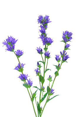 Campanula glomerata花图片下载