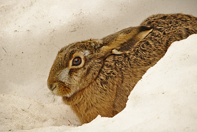 棕色的兔子藏在雪堆里图片下载