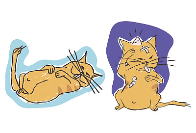 懒猫受伤图片下载