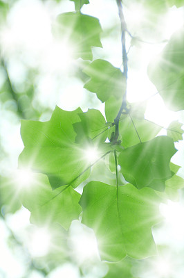 新鲜的绿叶和树木图片下载