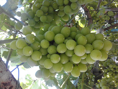 图片中是加沙种植的葡萄树喷洒杀虫剂后半熟的葡萄串图片下载