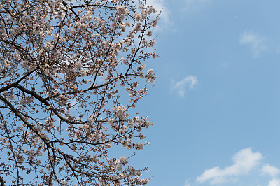美丽的樱花在春天的时候在蓝色的天空。图片下载