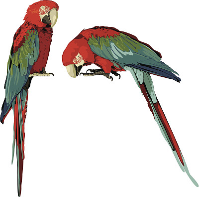 金刚鹦鹉鹦鹉图片下载