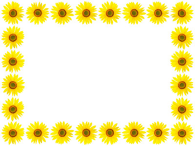 向日葵框架孤立在白色的背景图片下载