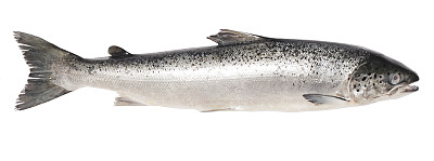 大马哈鱼图片下载