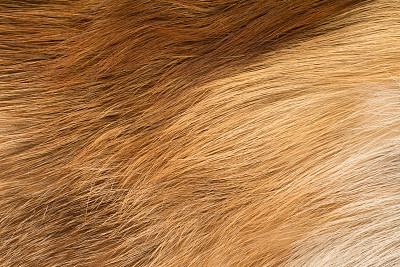 皮毛纹理图片下载