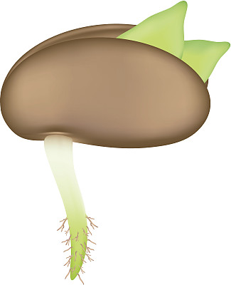 种子幼苗图片下载