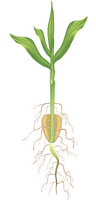 玉米植株生长图片下载