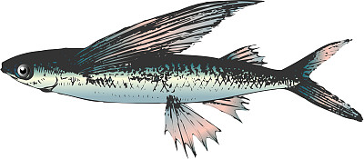 飞鱼。素材图片