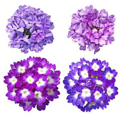 马鞭草的花图片下载