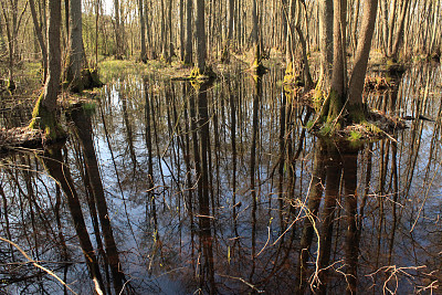 森林中湖边的树木图片下载