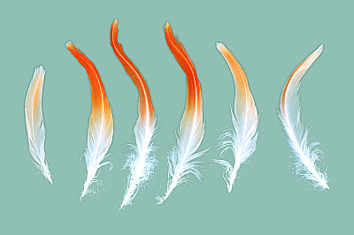 火烈鸟羽毛图片下载