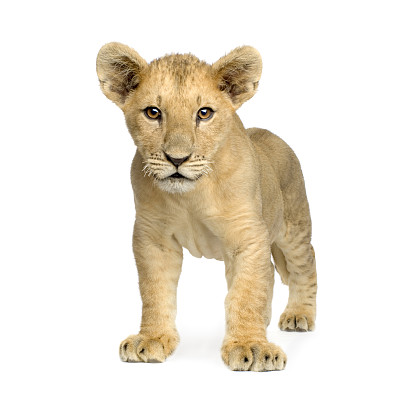 四个月大的狮子幼崽被隔离在白色图片下载