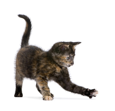 龟甲小猫(2个月)图片下载