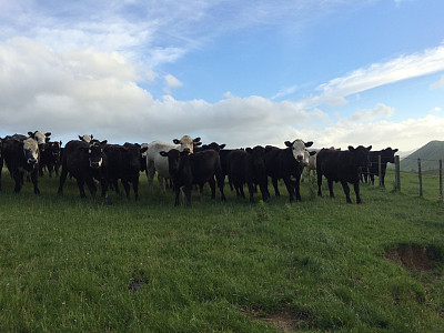 小牛好奇图片下载