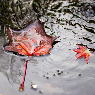 水上枫叶图片下载