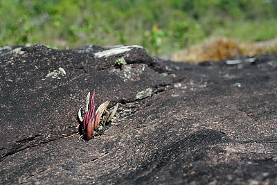 米纳斯吉拉斯的兰花(巴西)图片下载