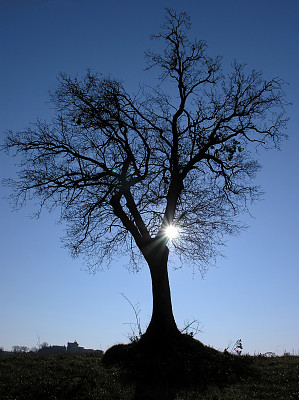 橡树轮廓图片下载