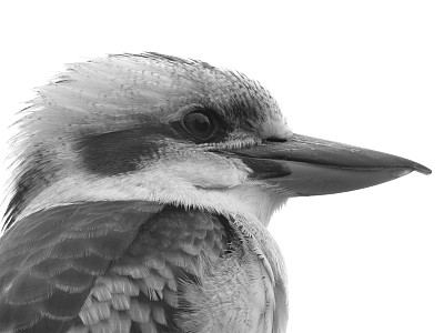 笑翠鸟图片下载