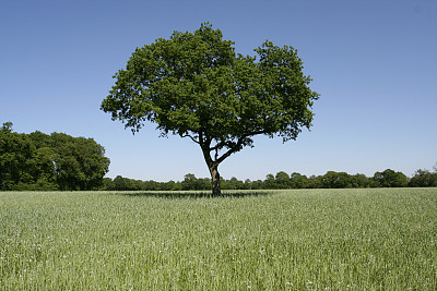工资步骤图片下载