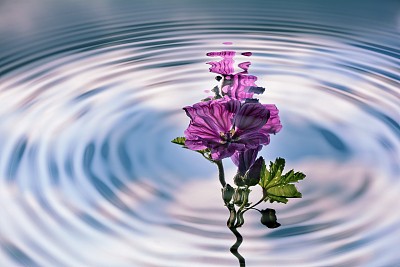 水中的环带着野锦葵的倒影图片下载