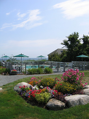 池塘边的花图片下载