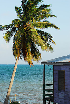 棕榈树，蓝天和小屋的一部分图片下载