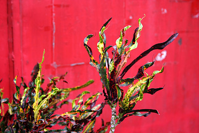 科迪亚姆 · 瓦里加图姆图片下载