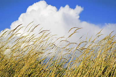黄麦在夏天的时候在蓝色的天空图片下载