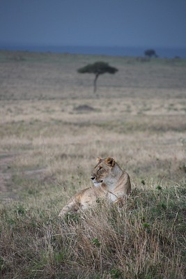 非洲狮子图片下载