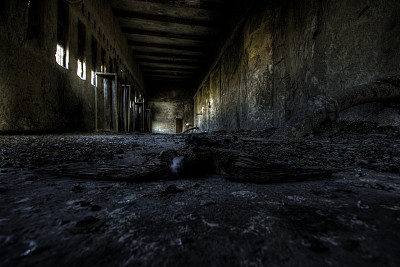 死亡的鸟图片下载