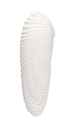 白天使翼(贝类)图片下载