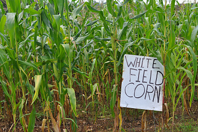 玉米出售图片下载