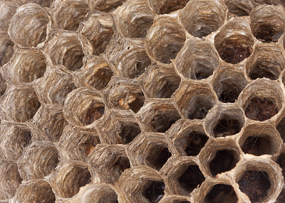 黄蜂筑巢图片下载