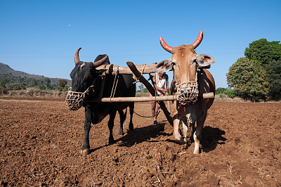印度动物在野外工作的特写图片下载