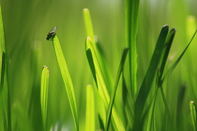 在草地上休息的苍蝇图片下载