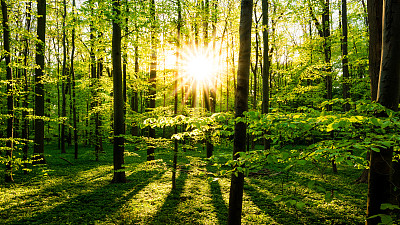 树木图片素材ID：170507158