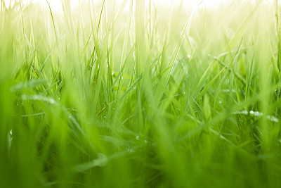 绿草自然背景素材图片
