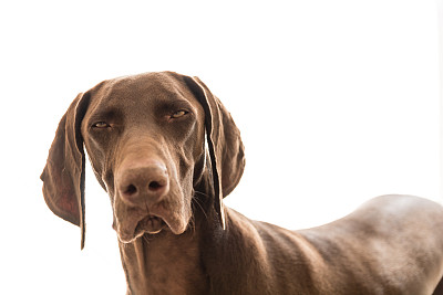 指针生气图片下载