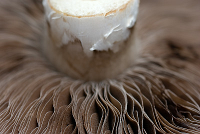 蘑菇的特写图片下载