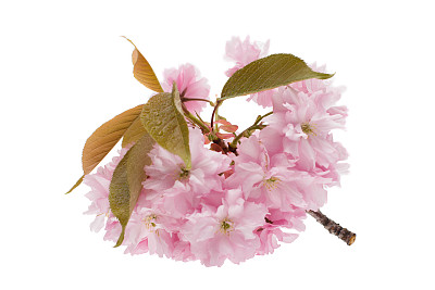 美丽的翅膀粉红色的花-孤立的白色背景图片下载