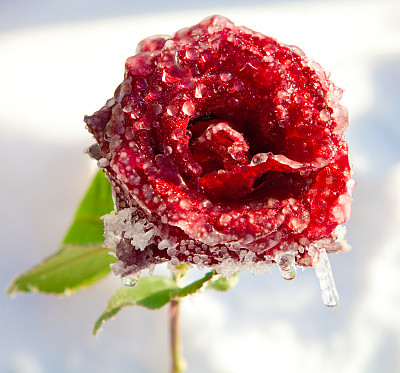 冰中的红玫瑰图片下载